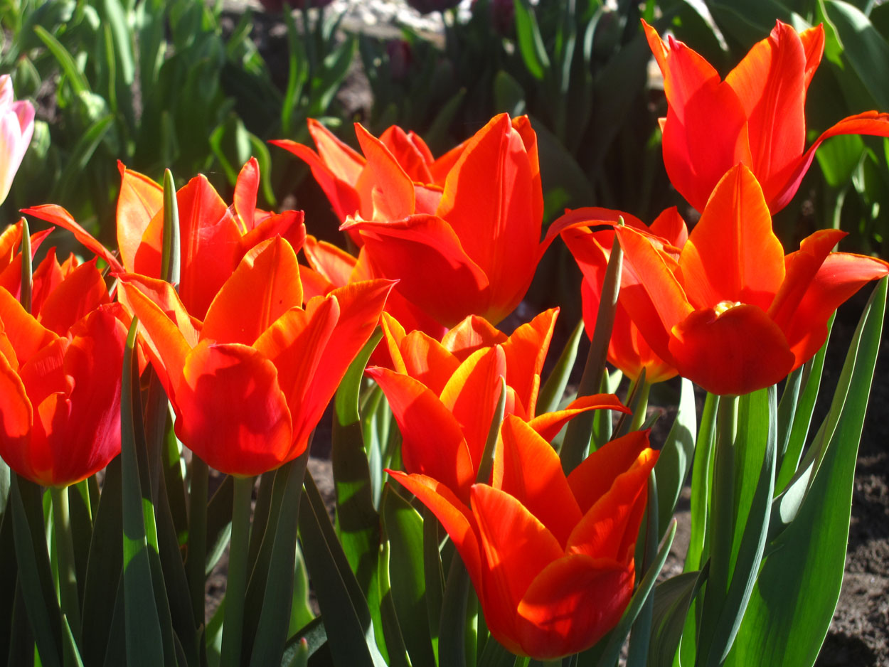 Tulp-Synaeda-Orange-1 Synaeda Orange - Afbeelding 1