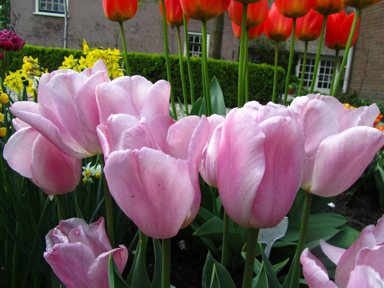 Tulp-Syneada-Amor-1 Synaeda Amor - Afbeelding 1