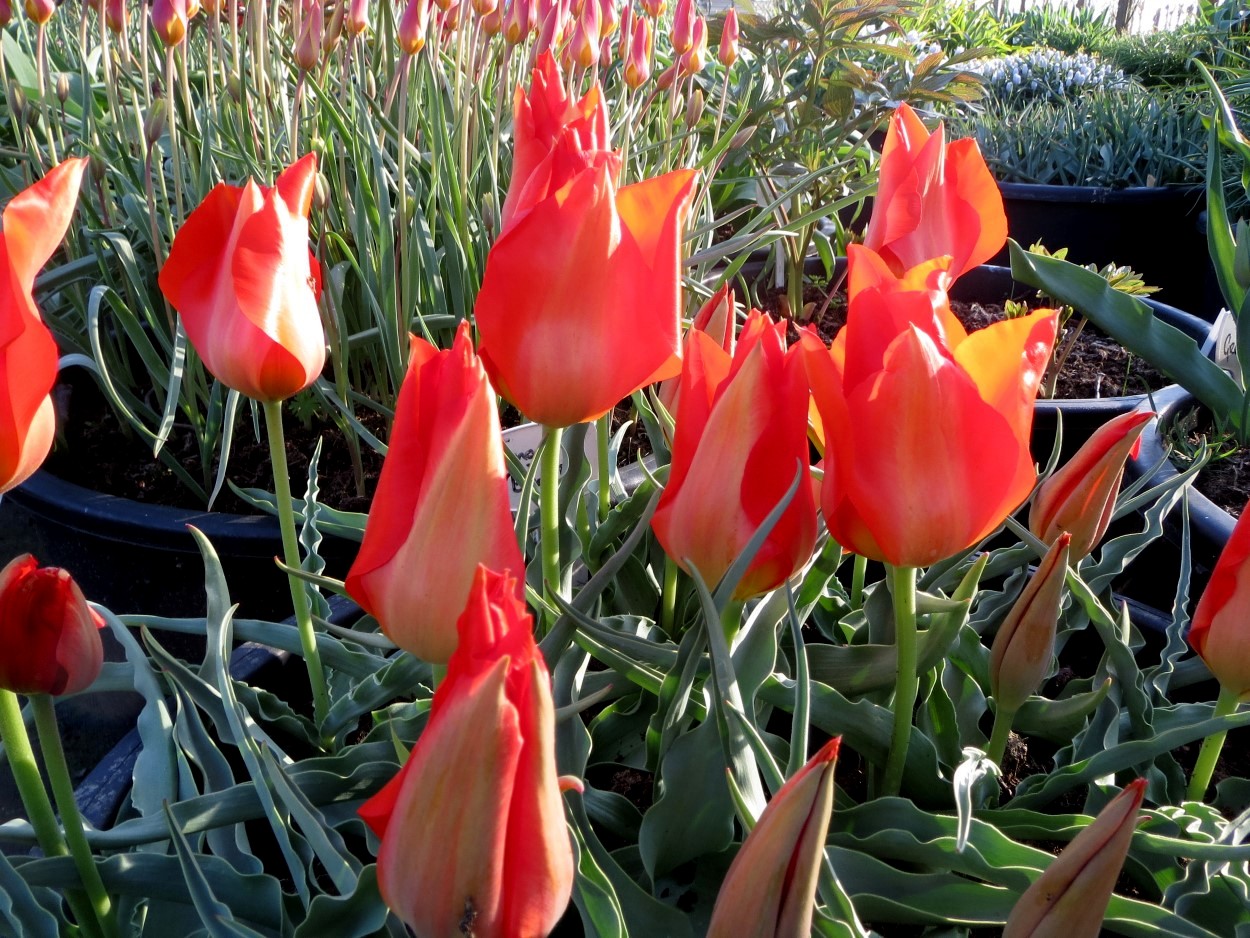 Tulp-Tangerine-Beauty-1 Tangerine Beauty - Afbeelding 1