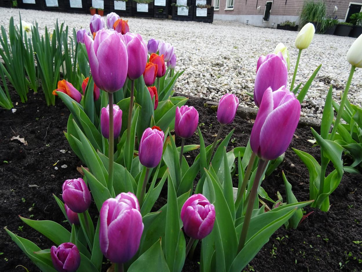 Tulp-Tanya-1 Tanya - Afbeelding 1