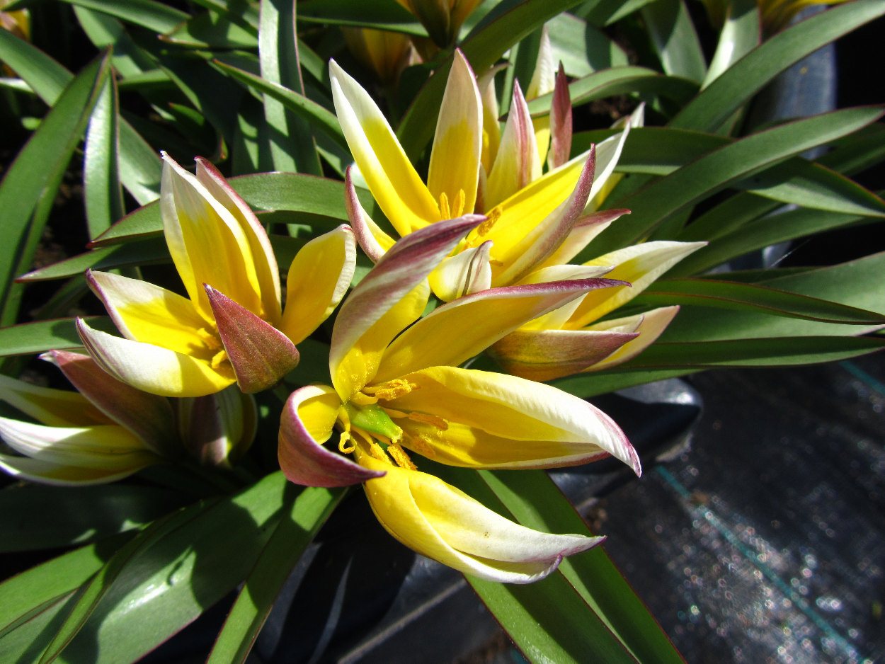 Tulp-Tarda-1 Tarda - Afbeelding 1
