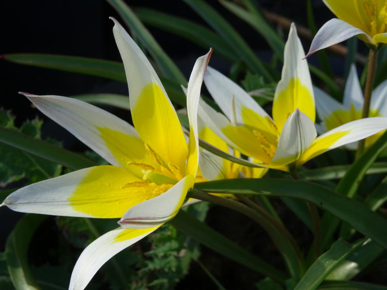 Tulp-Tarda-Kazachstan-1 Tarda Kazachstan - Afbeelding 1