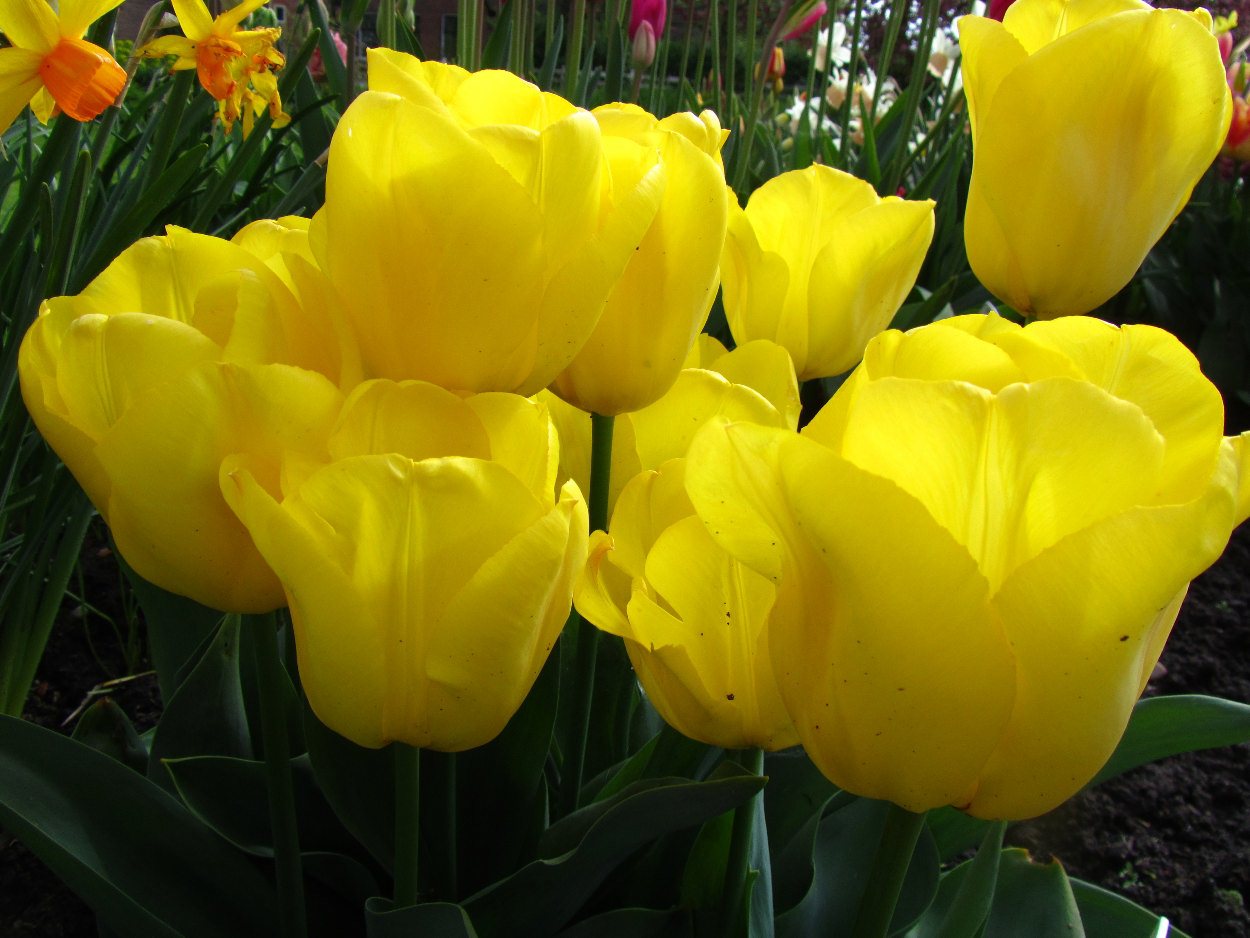 Tulp-Ted-Turner-1 Ted Turner - Afbeelding 1