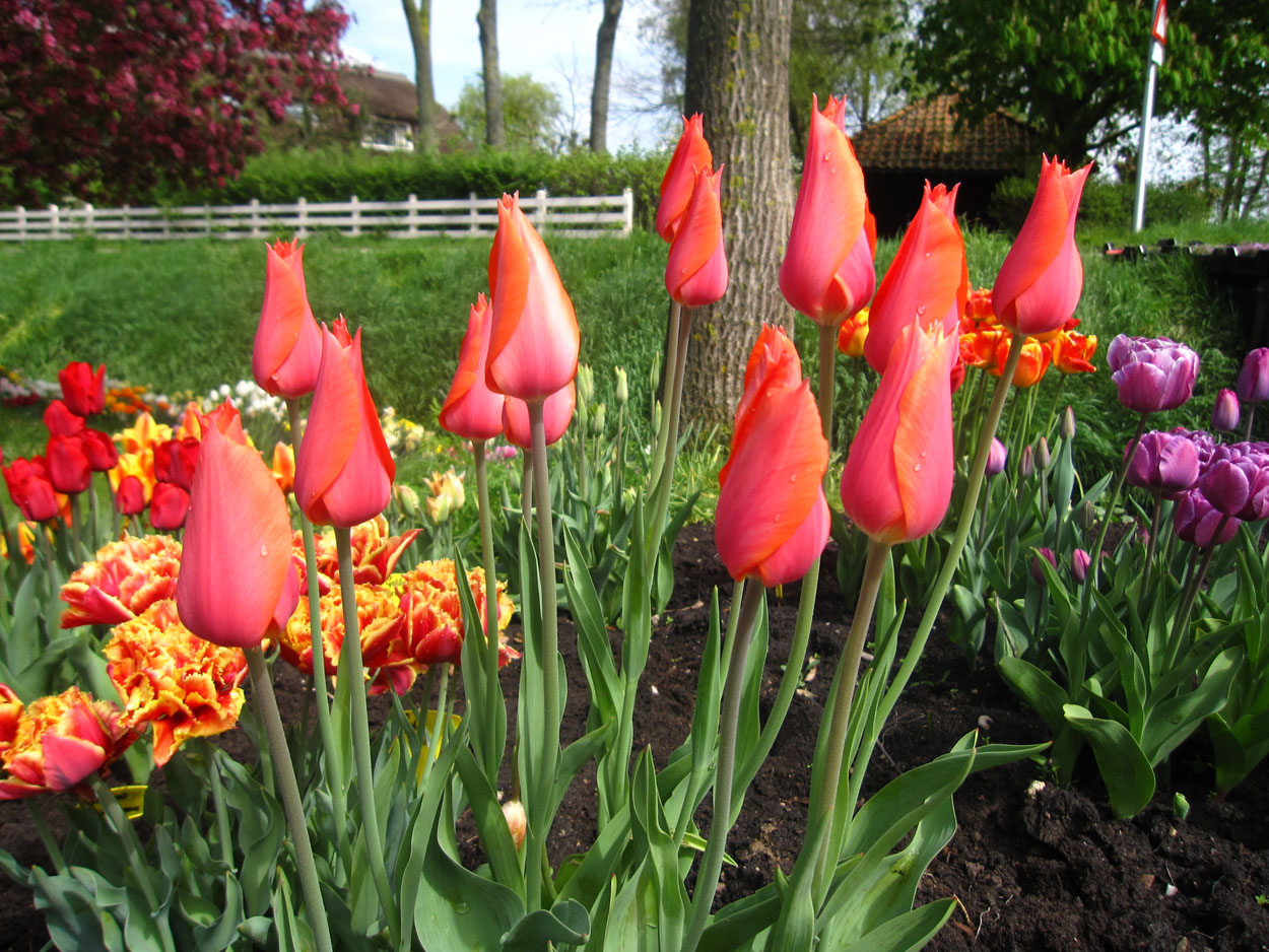 Tulp-Temple-of-Beauty-1 Temple of Beauty - Afbeelding 1