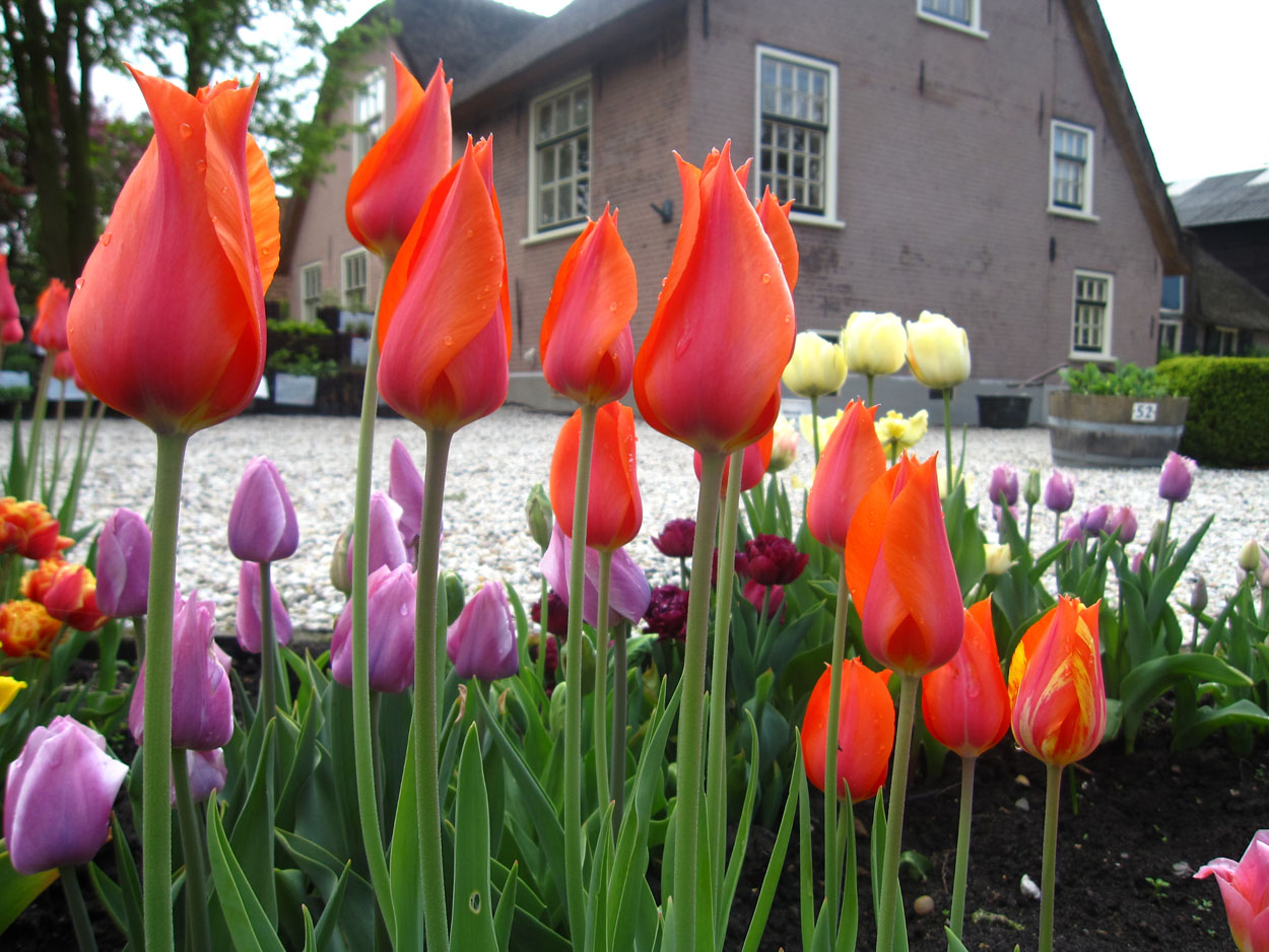 Tulp-Temples-Favourite-1 Temple Favourite - Afbeelding 1