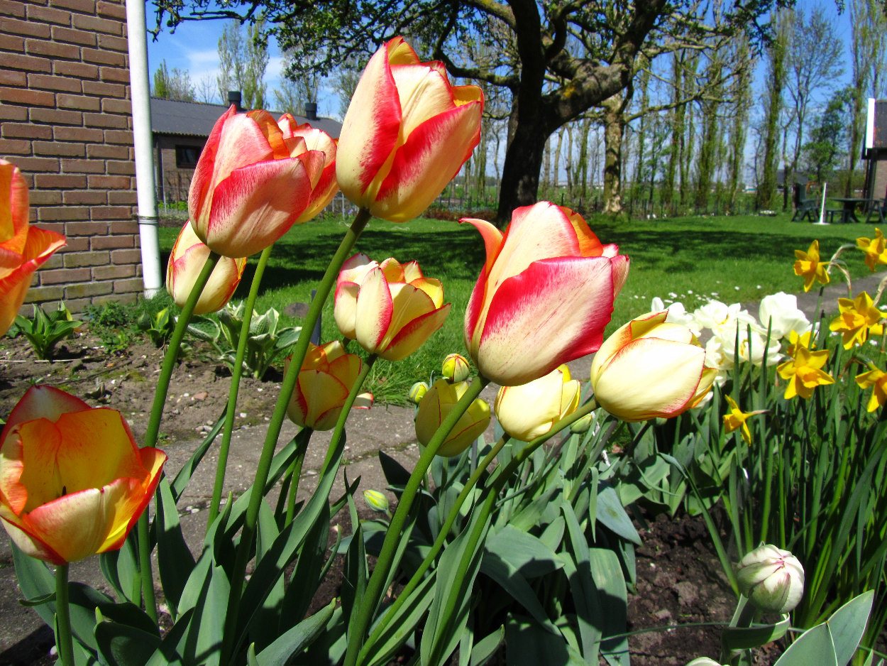 Tulp-Tequila-Sunrise-1 Tequila Sunrise - Afbeelding 1