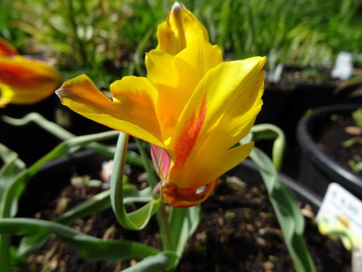 Tulp-Tetraphylla-1 Tetraphylla - Afbeelding 1