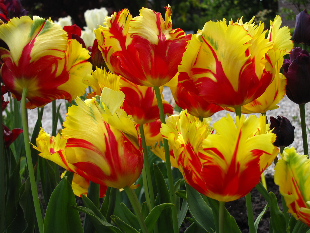 Tulp-Texas-Flame-1 Texas Flame - Afbeelding 1