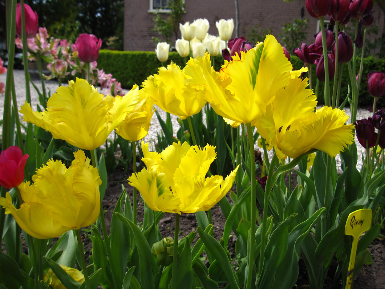 Tulp-Texas-Gold-1 Texas Gold - Afbeelding 1