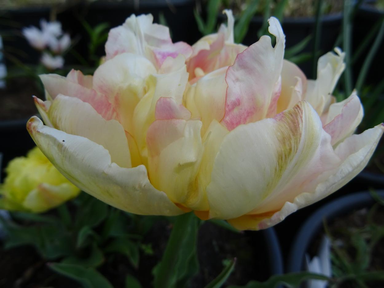 Tulp-Theeroos-2 Theeroos - Afbeelding 1
