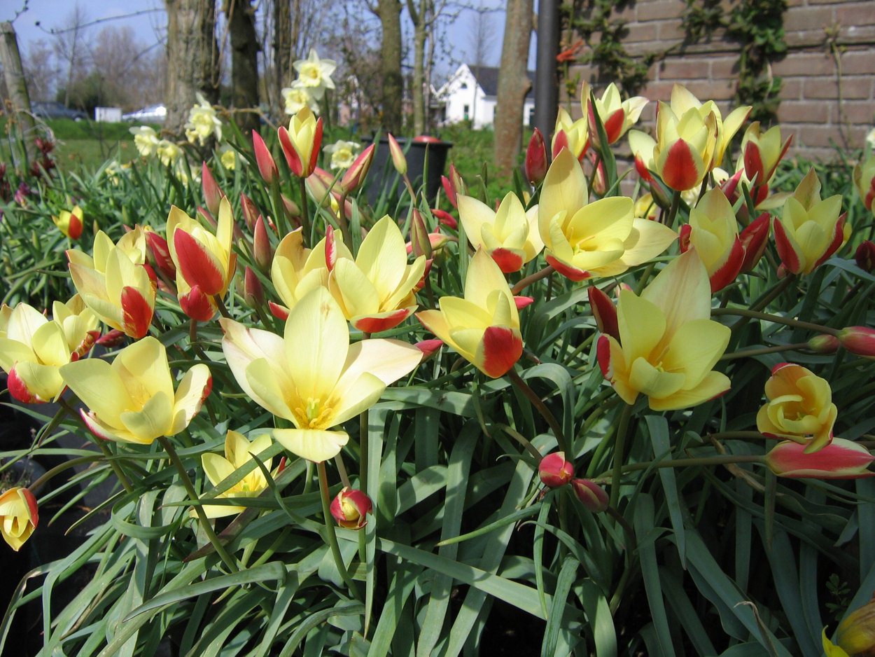 Tulp-Tinka-1 Tinka - Afbeelding 1