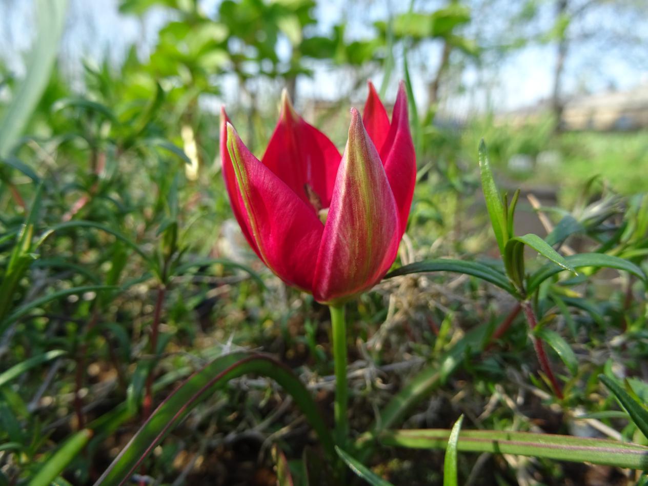 Tulp-Tiny-Timo-1 Tiny Timo - Afbeelding 1