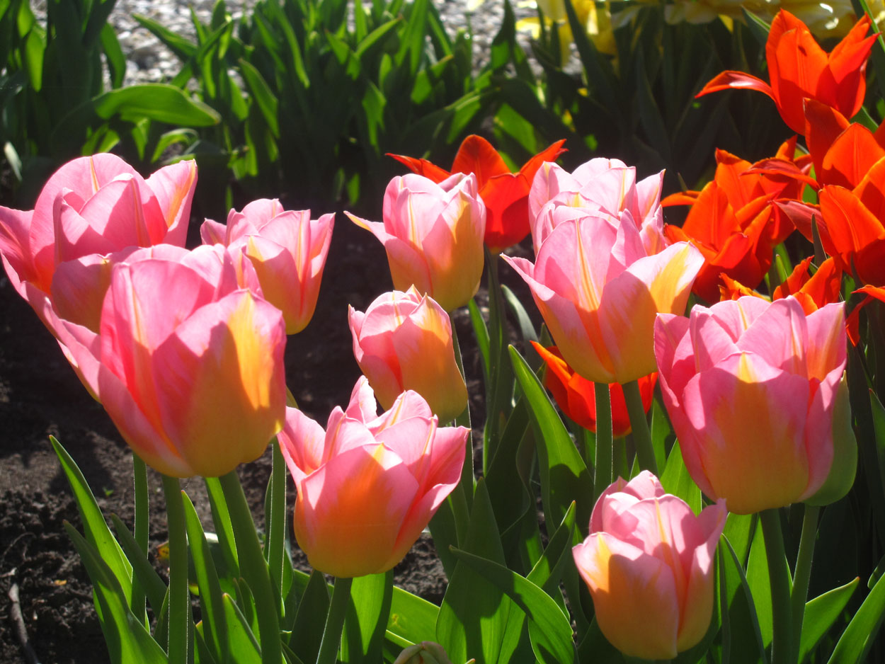 Tulp-Tom-Pouce-1 Tom pouce - Afbeelding 1