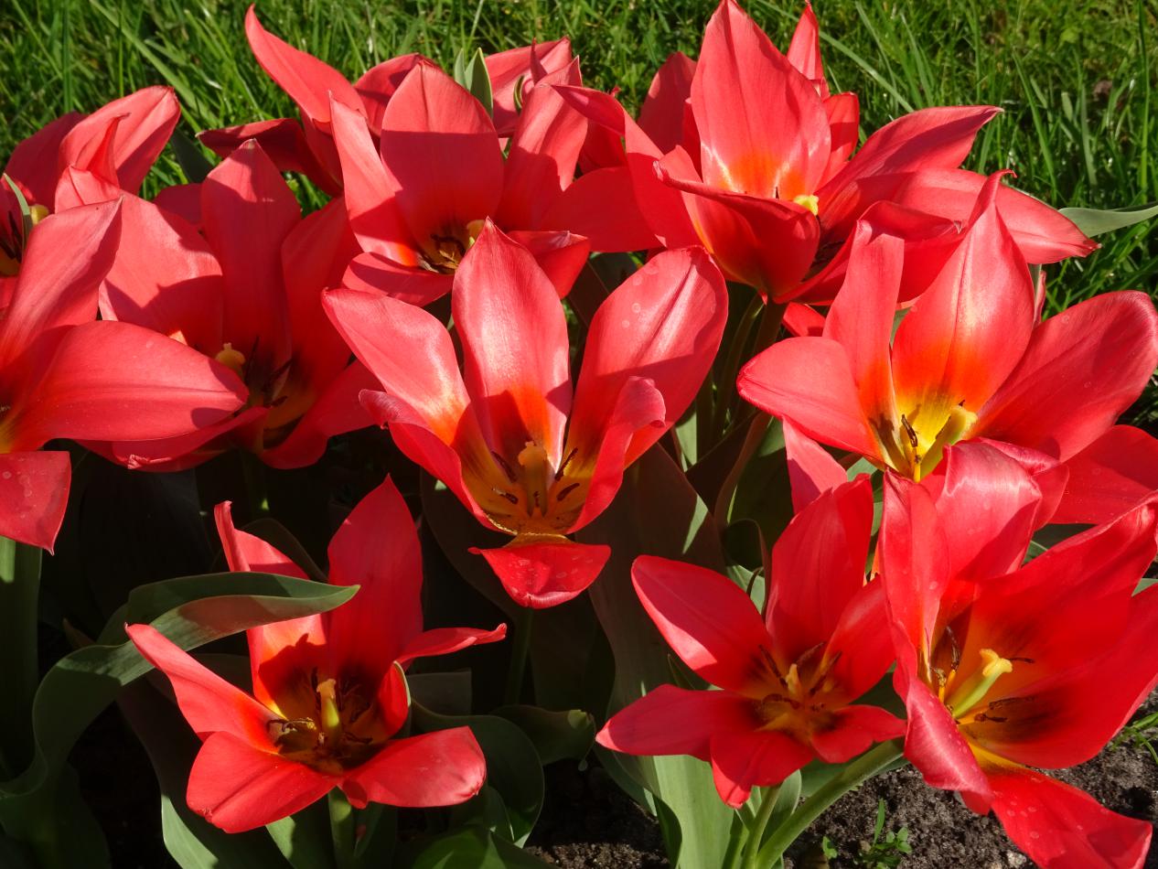 Tulp-Toronto-1 Toronto - Afbeelding 1