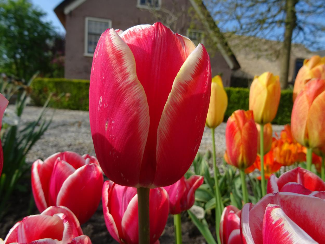 Tulp-Toyota-1 Toyota - Afbeelding 1