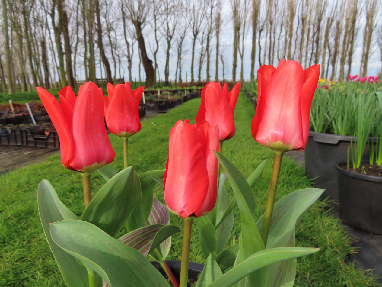 Tulp-Trautmansdorf-1 Trauttmansdorff - Afbeelding 1