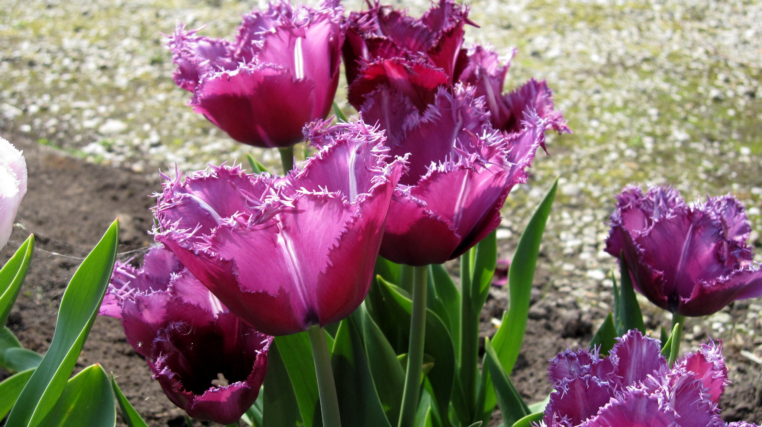 Tulp-Traveller-1 Traveller - Afbeelding 1