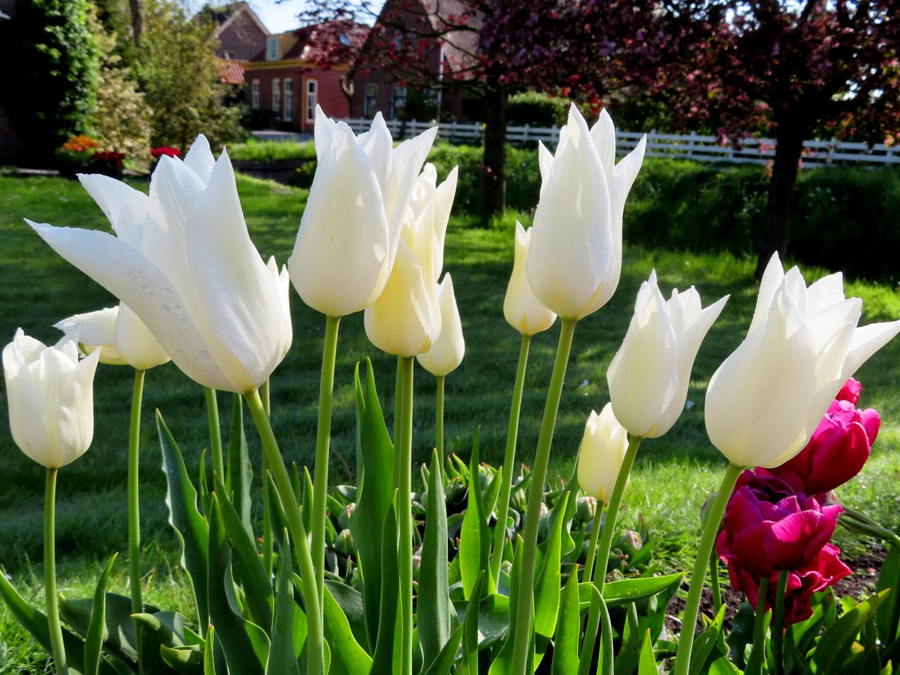 Tulp-Tres-Chic-2 Tres Chic - Afbeelding 1
