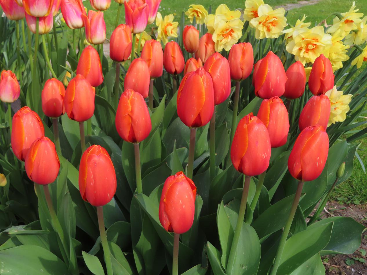 Tulp-Tripple-2 Triple - Afbeelding 1
