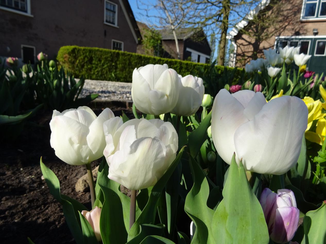 Tulp-Triump-Flag-1 Triumph Flag - Afbeelding 1