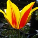 Tschimganica