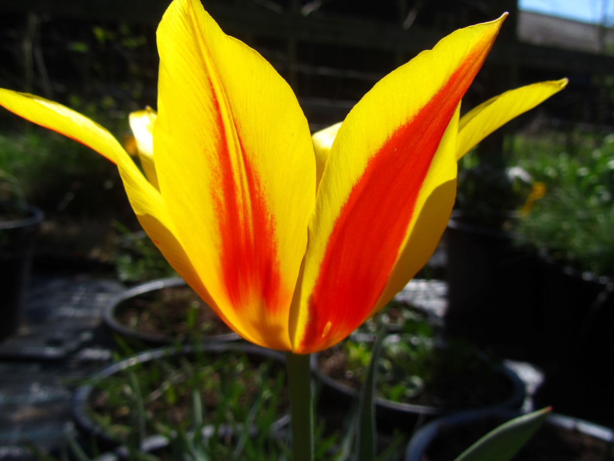 Tulp-Tschimganica-2 Tschimganica - Afbeelding 1