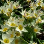 Turcestanica