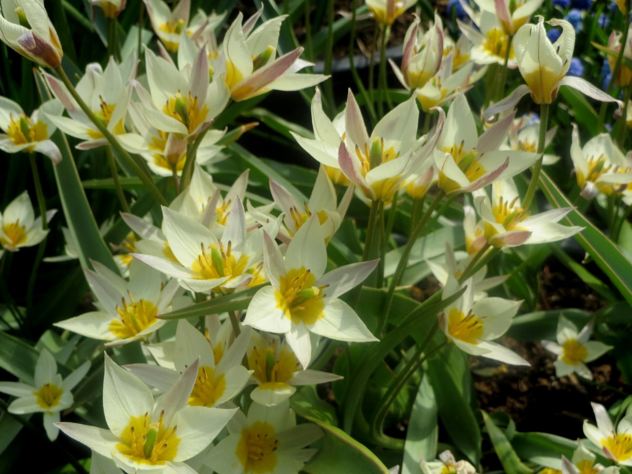 Tulp-Turkestanica-1 Turcestanica - Afbeelding 1