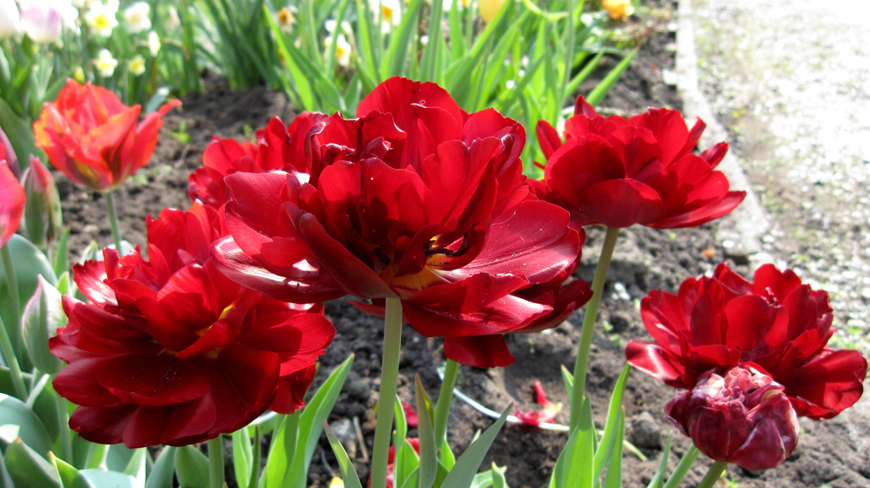 Tulp-Uncle-Tom-1 Uncle Tom - Afbeelding 1