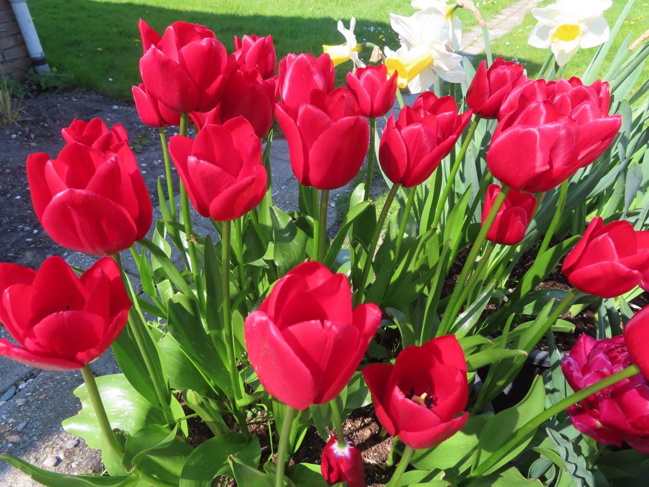 Tulp-Unique-de-France-1 Unique de France - Afbeelding 1