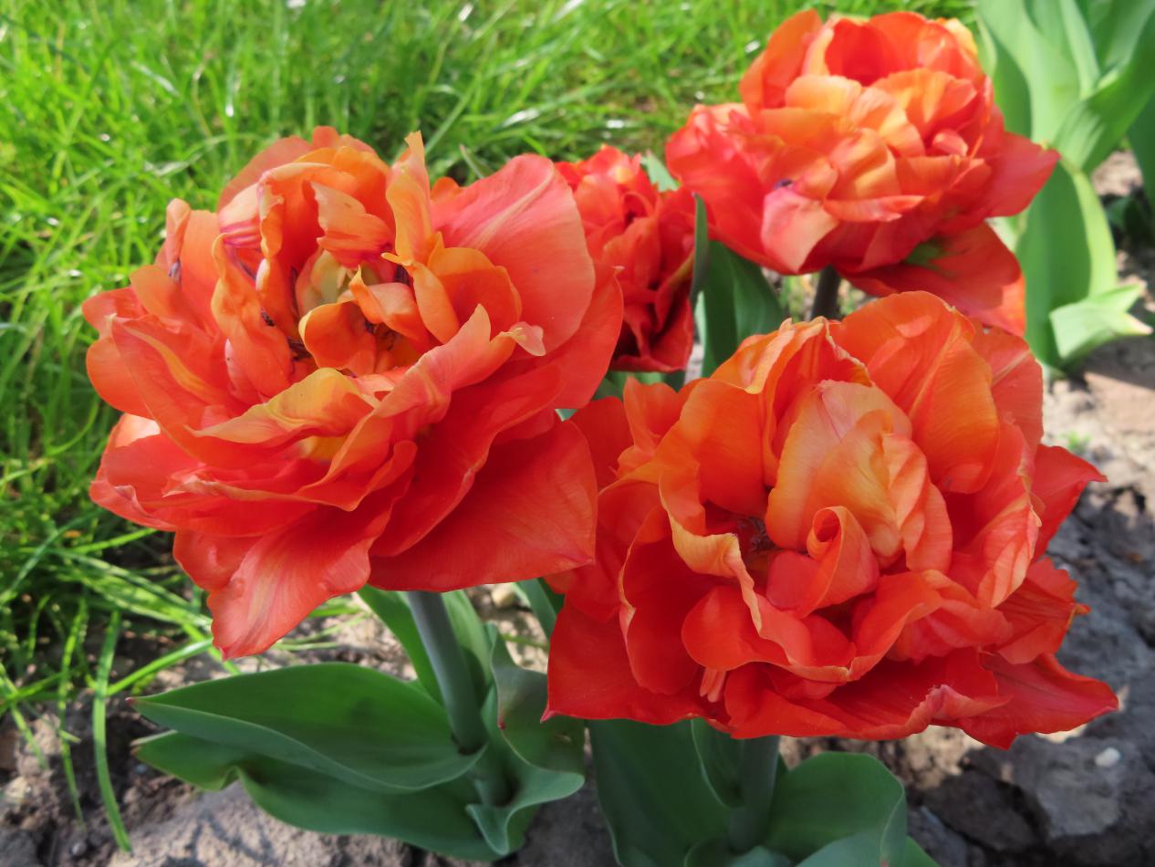 Tulp-Valdivia-1 Valdivia - Afbeelding 1