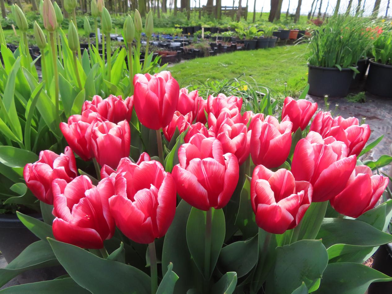 Tulp-Vampire-1 Vampire - Afbeelding 1