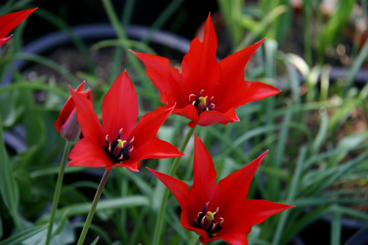 Tulp-Velvet-Lily-3 Velvet Llly - Afbeelding 1