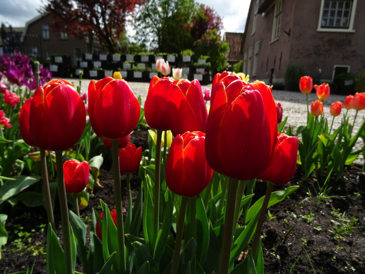 Tulp-Verandi-1 Verandi - Afbeelding 1