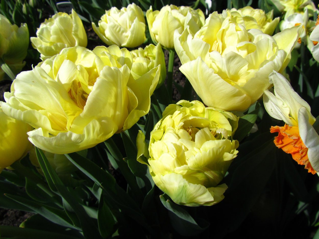 Tulp-Verona-1 Verona - Afbeelding 1