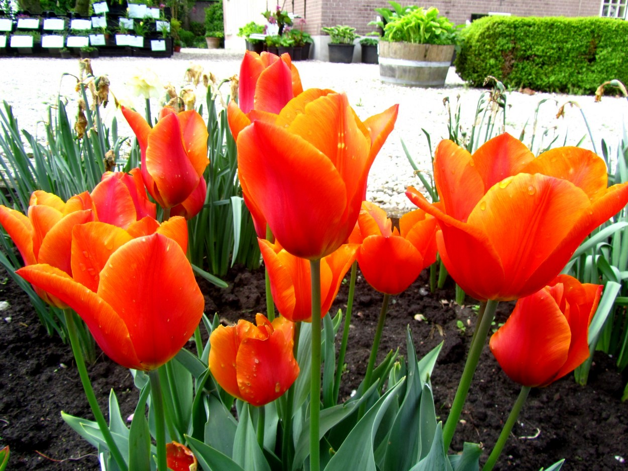 Tulp-Veronique-Sanson-1 Veronique Sanson - Afbeelding 1