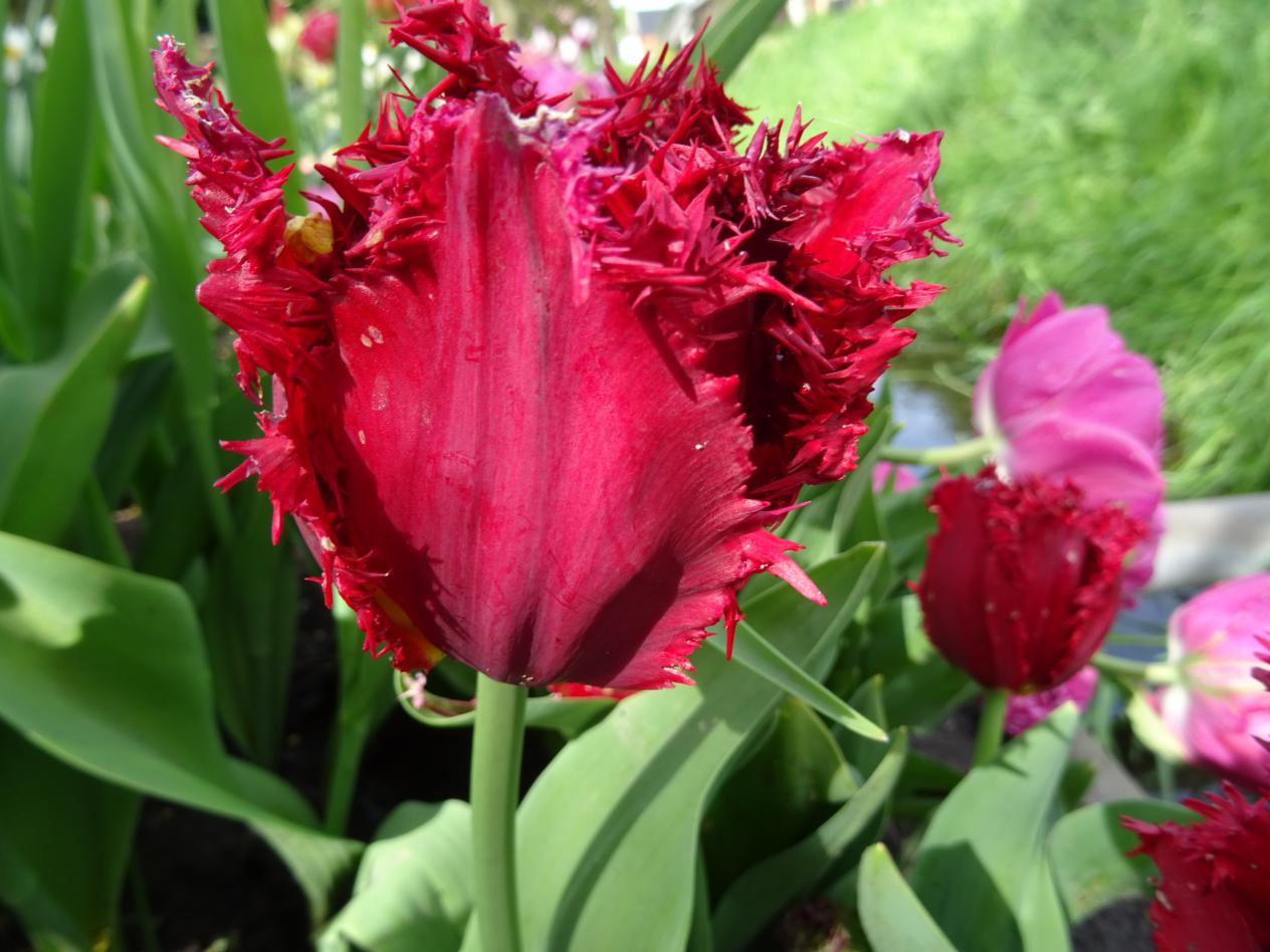 Tulp-Versace-1 Versaci - Afbeelding 1