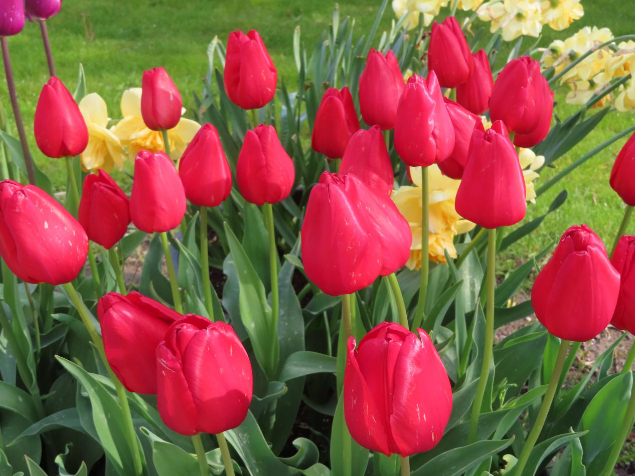 Tulp-Vesna-1 Vesna - Afbeelding 1