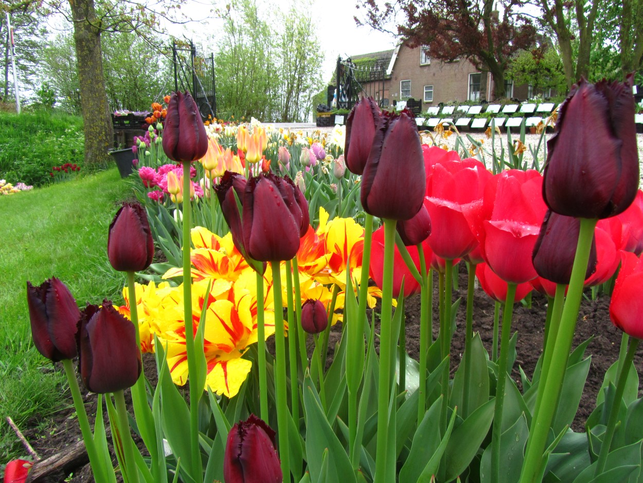 Tulp-Vincent-van-Gogh-1 Vincent van Gogh - Afbeelding 1
