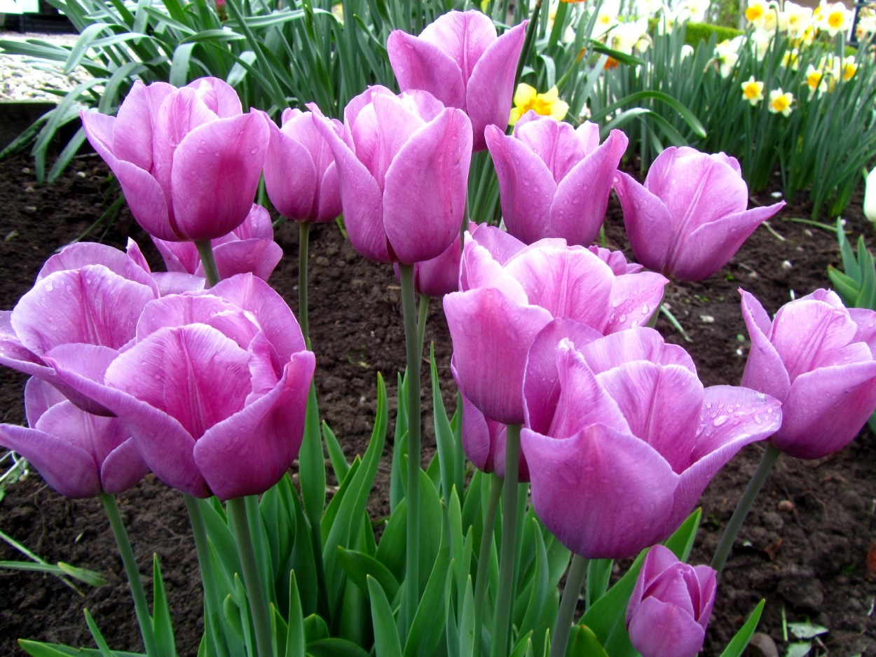 Tulp-Violet-Beauty-2 Violet Beauty - Afbeelding 1