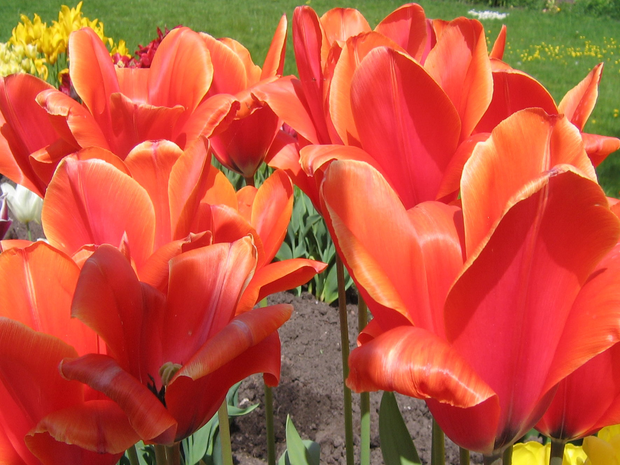 Tulp-Vivex-2 Vivex - Afbeelding 1