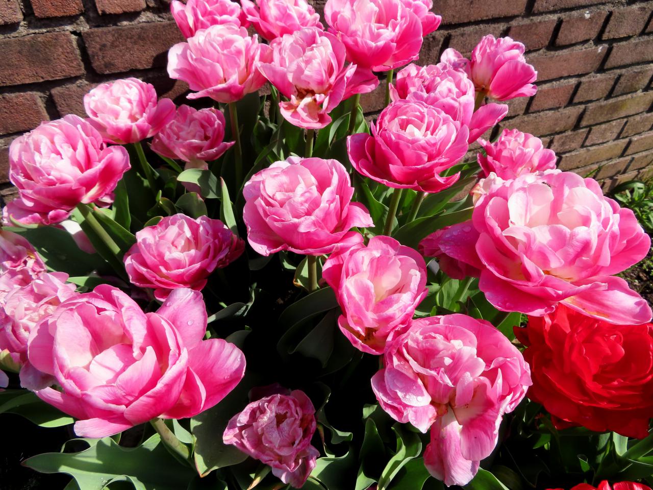 Tulp-Vogue-1 Vogue - Afbeelding 1