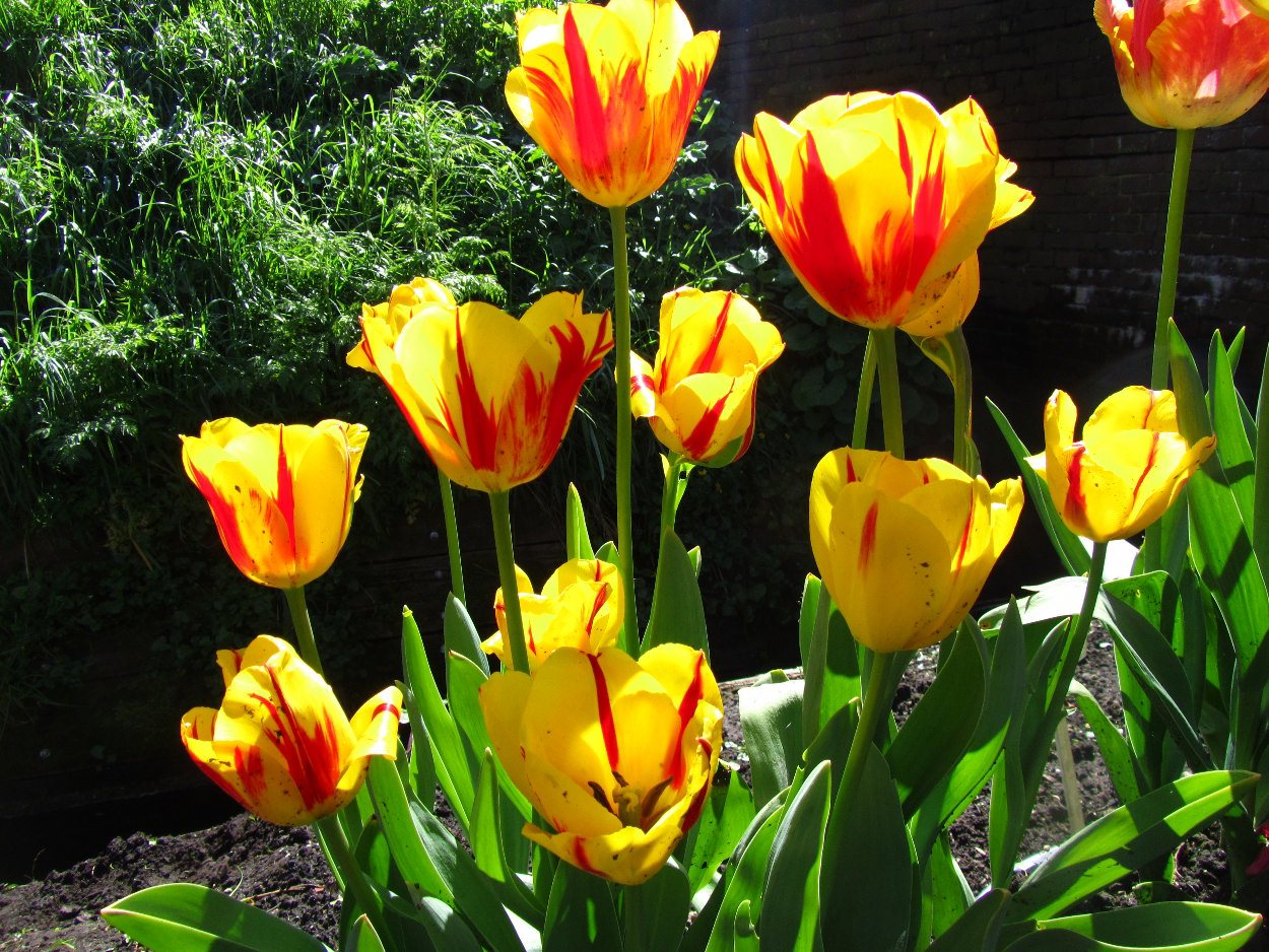 Tulp-Washington-1 Washington - Afbeelding 1