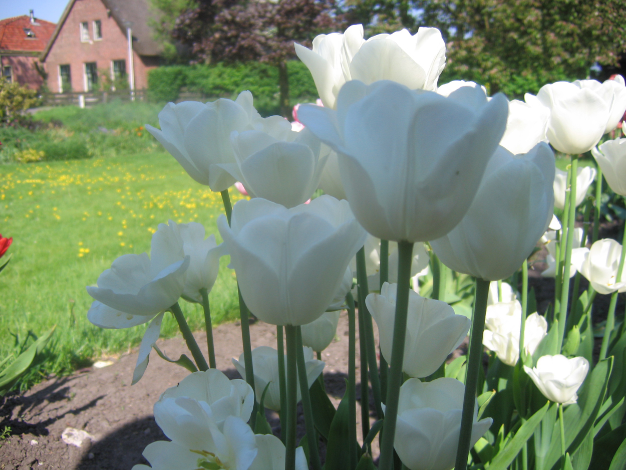 Tulp-Weibbe-Berliner-1 Weisse Berliner - Afbeelding 1