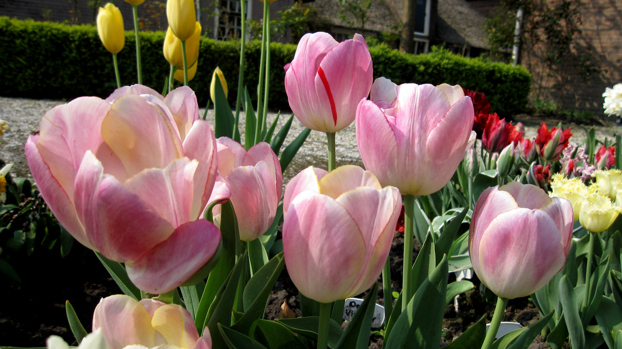 Tulp-Wendy-Love-1 Wendy Love - Afbeelding 1
