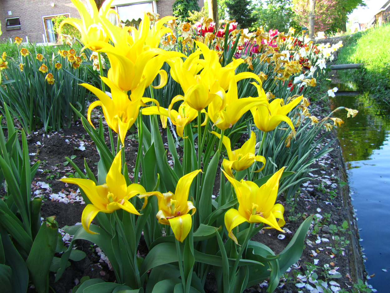Tulp-West-Point-1 West Point - Afbeelding 1