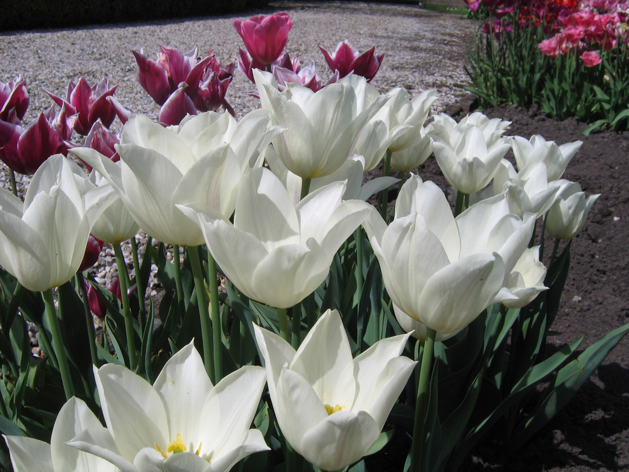 Tulp-White-Elegance-1 White Elegance - Afbeelding 1