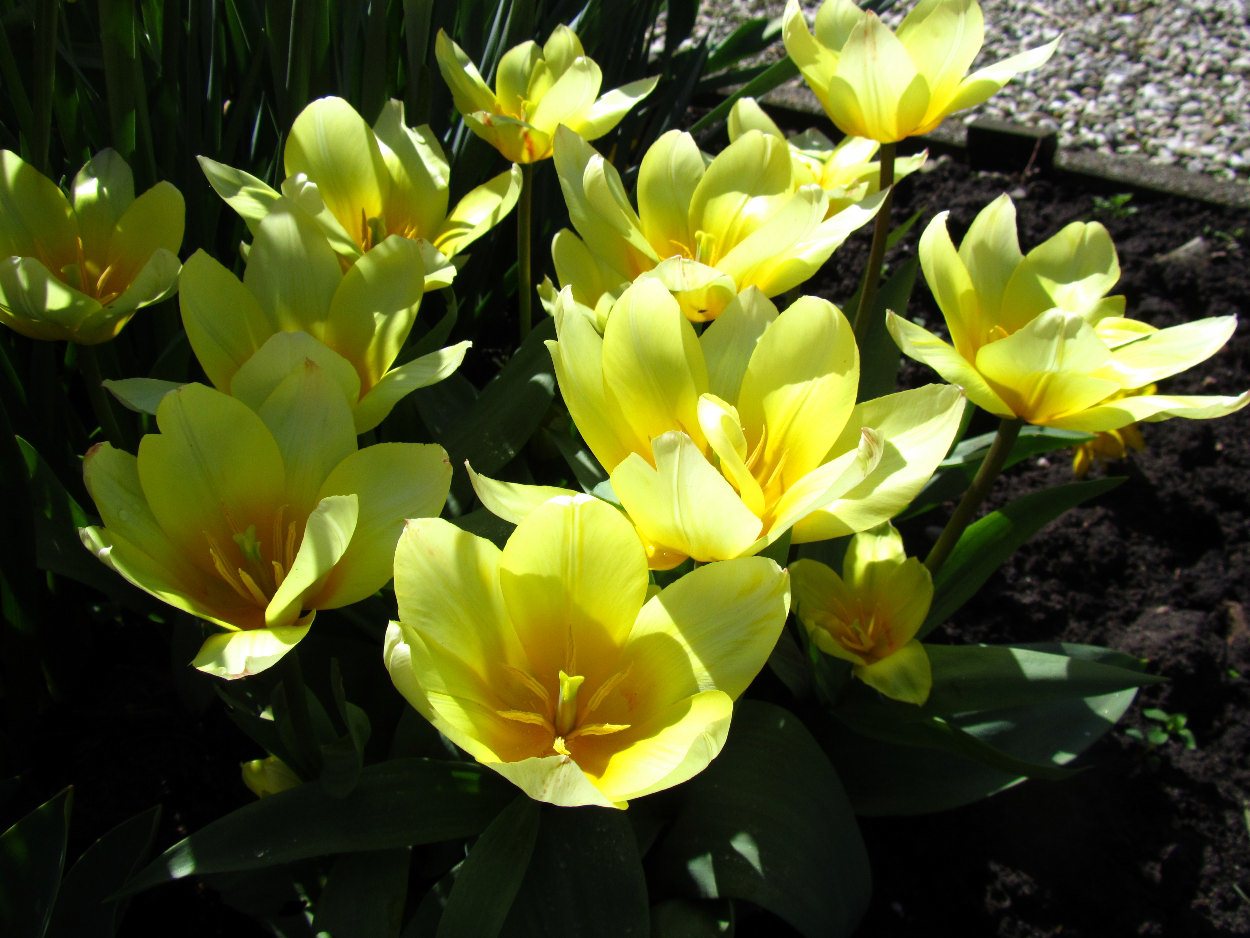Tulp-White-Fire-1 White Fire - Afbeelding 1