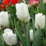 White Flag