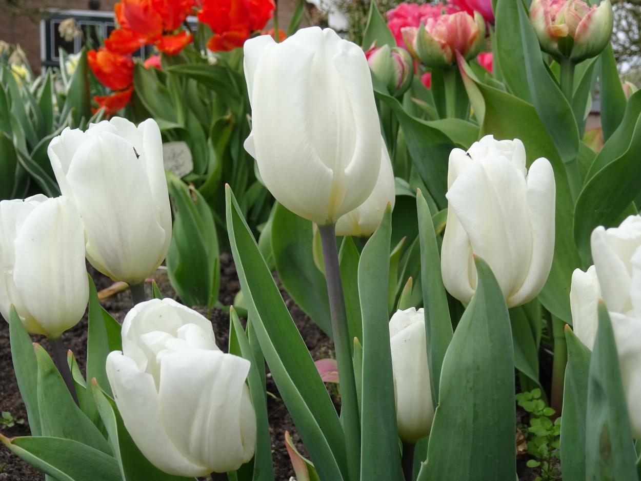 Tulp-White-Flag-1 White Flag - Afbeelding 1